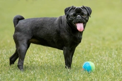 Curled & Corkscrew Dog Tails: Health Concerns & Care