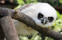 Puštík brýlatý (Pulsatrix perspicillata) – historický prvoodchov v Zoo Hodonín