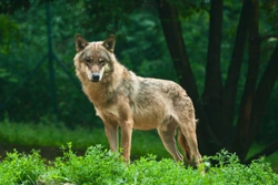 What do wolves and dogs have in common?