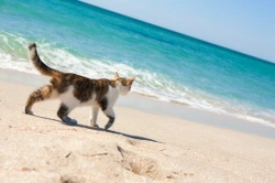 10 Amazing Cats That Travelled Vast Distances To Be With Their Owners!