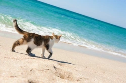 10 Incredible Cats That Travelled Miles to Reunite With Owners