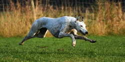 How do greyhounds run so fast?