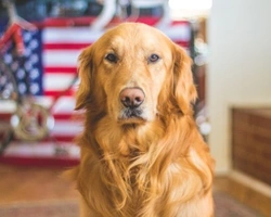 Golden Retriever: storia, origini e curiosità