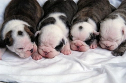 Breeding from your dog - Caring for the litter during their first two weeks of life