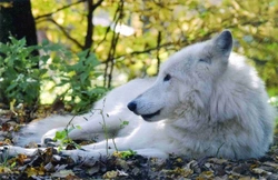 Svět podle psa – část 11. Průvodce labyrintem psích emocí – Panika