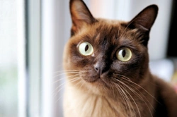 Burmese cat health and genetics