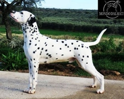 Il carattere del Dalmata, razza da compagnia