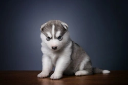 Five universal personality traits of the Siberian husky