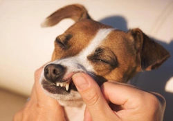 Waarom is de kleur van het tandvlees van een hond zo belangrijk?