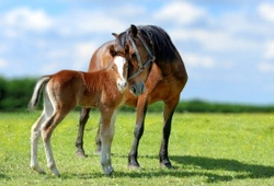 How to Prevent Sunburn in Horses