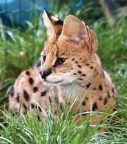 Serval stepní – Leptailurus serval