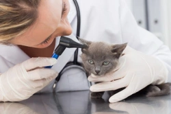Top Tips for Treating Ear Infections in Dogs and Cats
