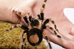 Tarantula health and wellness