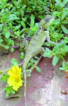 Lepoještěr pestrý - Calotes versicolor