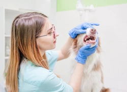 Dog insurance and dental care: What is and is not covered?