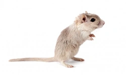 Health problems common to pet gerbils