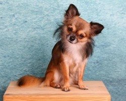 Chihuahua: peso e curiosità del cane più piccolo del mondo