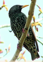 Špaček obecný - Sturnus vulgaris