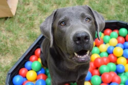 Cómo elegir residencia canina para mi perro