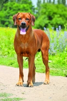 Rhodeský ridgeback