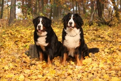 Dogs Copy other Dog’s Behaviour - Good and Bad!