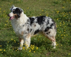 Pastore Australiano Blue Merle: foto e info su questa razza