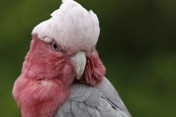 Galah Cockatoo