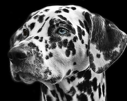 Dalmata Cuccioli: dove trovarli e info prezzi