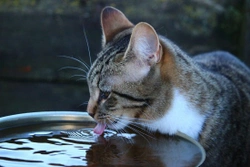Mi gato no bebe agua, ¿cómo consigo hidratarlo?
