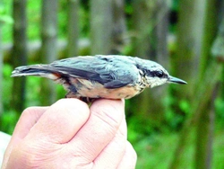 Brhlík lesní Sitta europaea (Linnaeus, 1758)