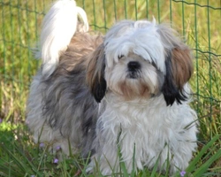 Shih tzu cane: Temperamento e Carattere