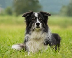 Border Collie: curiosità e aneddoti su questa razza