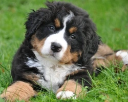 Bovaro del Bernese cuccioli: prezzo e carattere