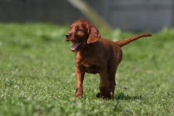 How old are puppies when they first learn to bark?