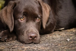 Why you should never medicate your dog for diarrhoea without talking to your vet