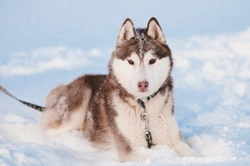 Dog Breeds that Adore Playing in the Snow