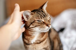 Oruga procesionaria del roble: Protege a tu gato en primavera y verano