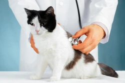 Feline Coronavirus - Coronavirus in Cats