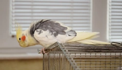 How to Keep Pet Birds Safe Around the Home