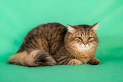 Ten Cat Breeds Which Originated in Russia