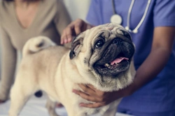 What to expect if your dog needs to see the vet whilst the coronavirus threat continues