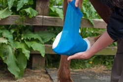 Essential Items For Your Horse First Aid Kit