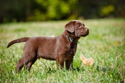 Five Top Tips That Can Lengthen The Life Of Your Dog