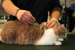 Complete Guide to Vaccinating Your Cat: Protect Their Health