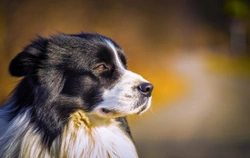 What is Systemic Lupus  Erythematosus in Dogs?