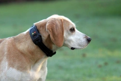 High Tech Pets – Gadgets For Pets