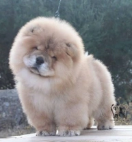 Chow Chow, el perro con la lengua azul