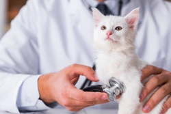 The three most common reasons for cats seeing a vet are preventable