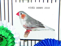 Derby 2010 v Ebersbachu