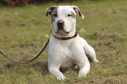 Ichthyosis (ICH) DNA health testing for the American bulldog